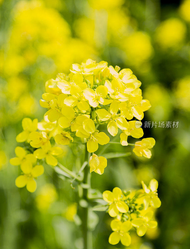 油菜花近距离