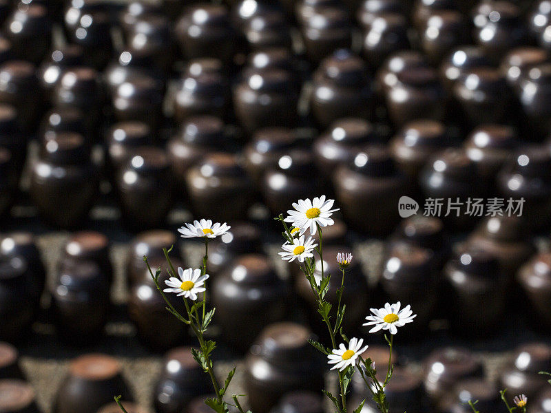 韩国世宗永平寺的秋景