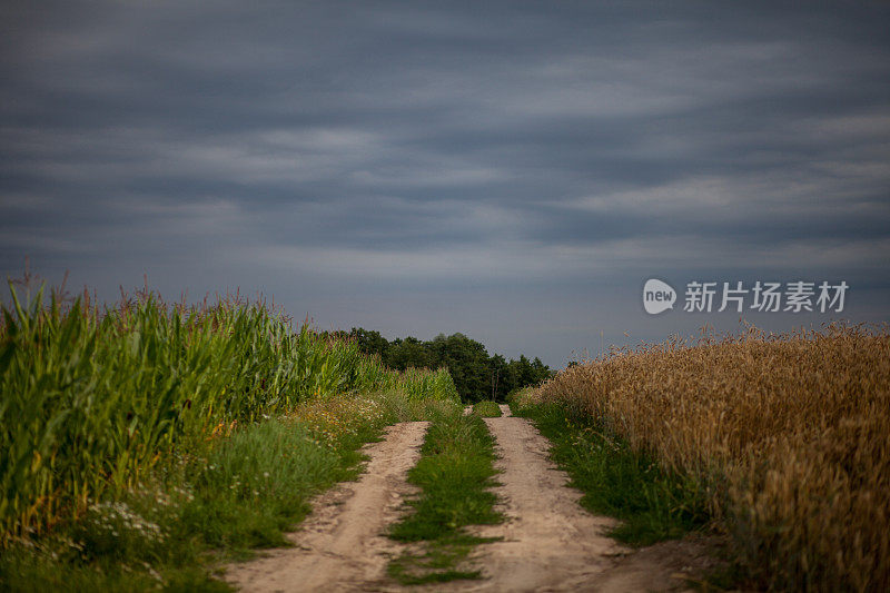 波兰杂草丛生的乡村公路