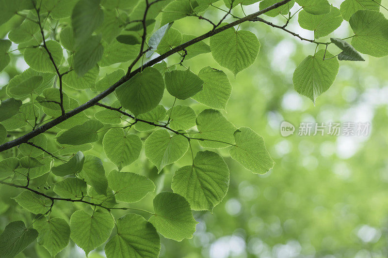 绿色菩提树背景