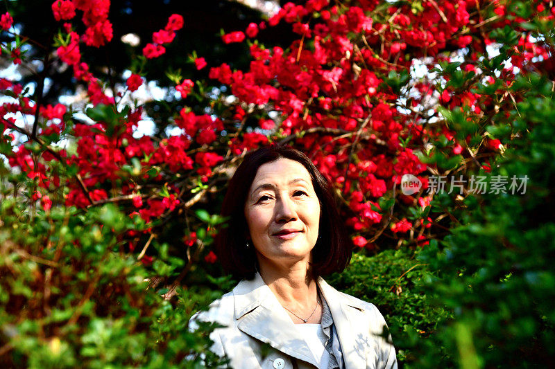 日本女人在东京的公园里欣赏红桃花