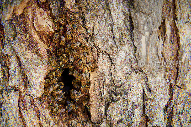 蜜蜂在树洞的野蜂巢里采集蜂蜜。