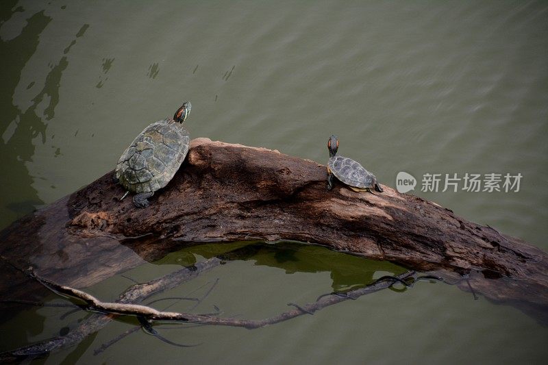 香港大潭水塘的海龟