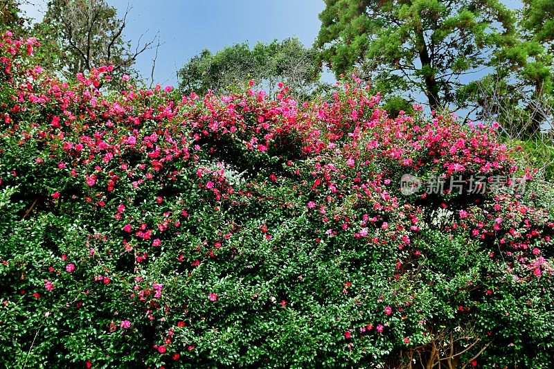 山茶花油茶花