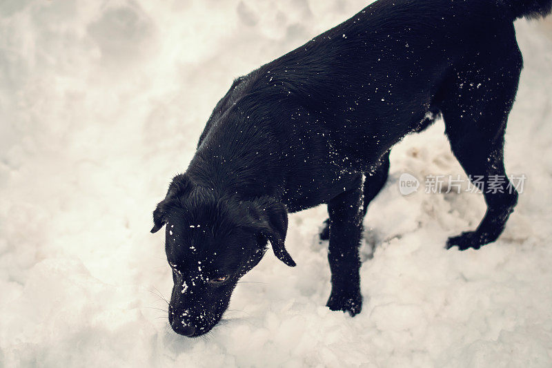 玩雪