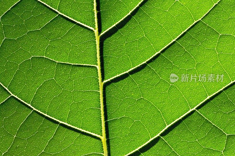 闭合明亮的叶子细节。