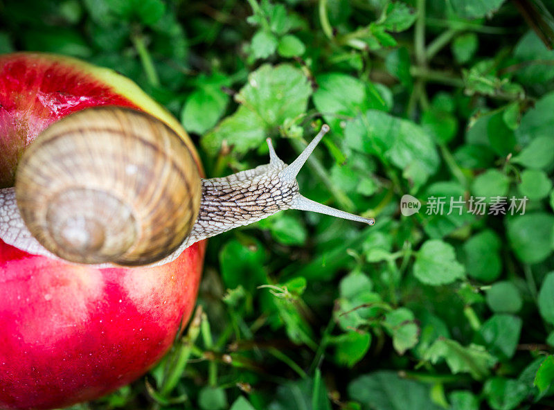 蜗牛和花园里的苹果