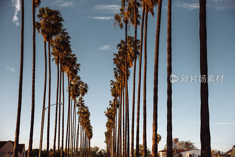 洛杉矶的一棵棕榈树