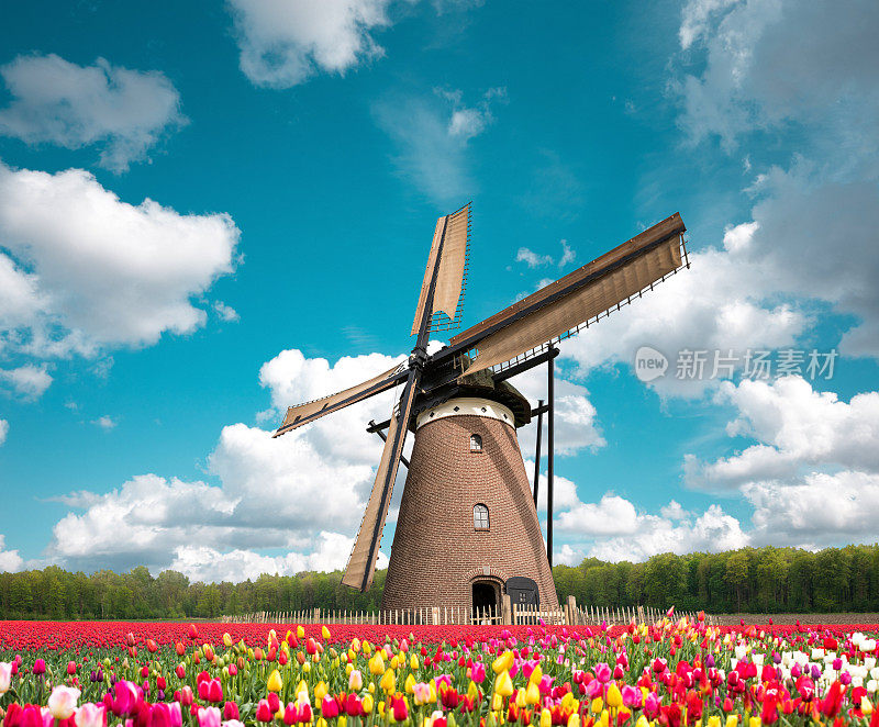 郁金香田与传统的荷兰风车