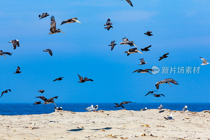 海滩尖峰时刻，加州斯科特克里克海滩的鹈鹕和海鸥群