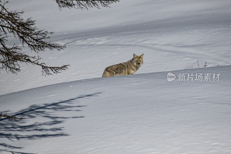 在黄石公园，一只土狼正在穿越三月深冬的积雪