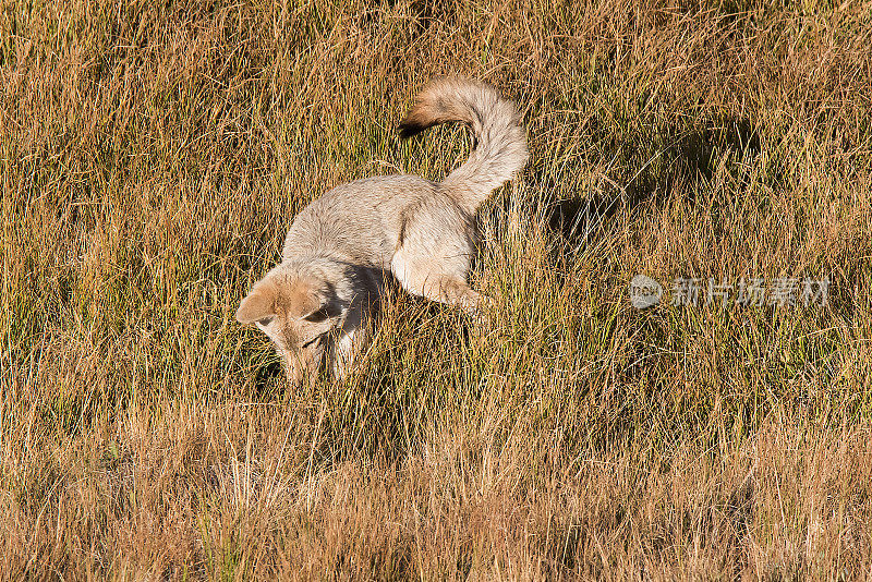 黄石公园里的郊狼在小溪中打猎和饮水