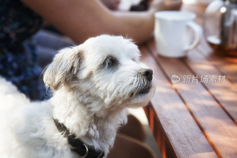 后院茶