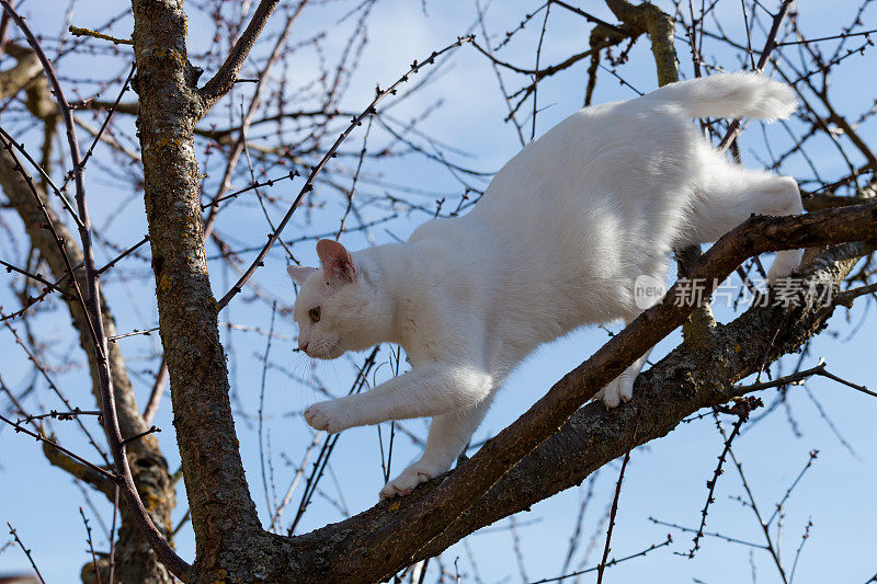 白色的猫爬