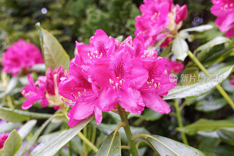 雨后的杜鹃花五彩缤纷