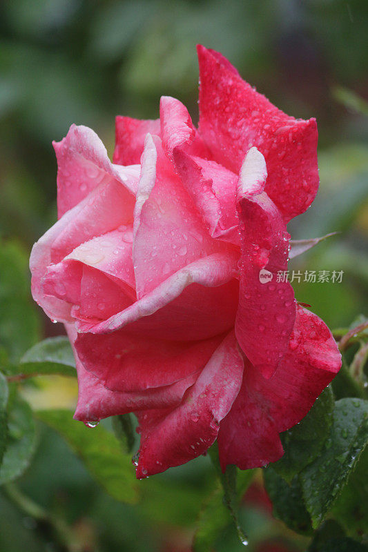 鲜花红玫瑰与水滴生长在花园雨露，芳香的红玫瑰灌木花蕾，花瓣与模糊的园艺背景，浪漫的束玫瑰花瓶，情人节，插花，婚礼花束