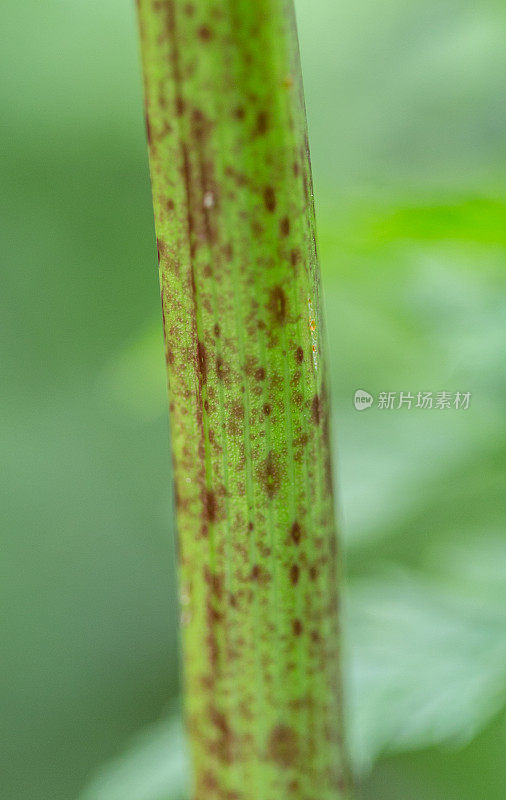 毒芹植物