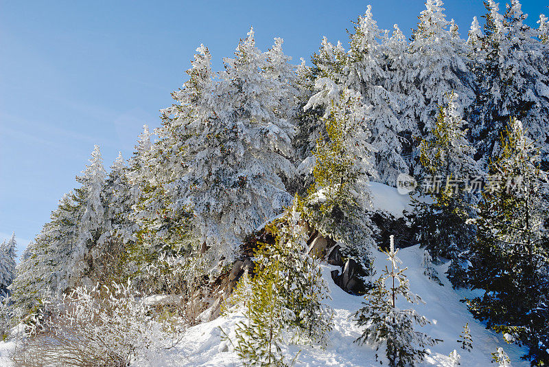 雪中的云杉森林