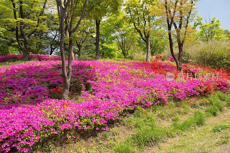 春天杜鹃花园