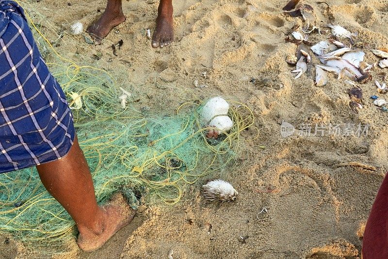 印度喀拉拉邦海鲜市场Kollam当地渔民在海滩上从渔网中解开印度多刺龙虾，小龙虾被捕获，还有像黄貂鱼、河豚等被遗弃在海滩上死去的鱼，印度