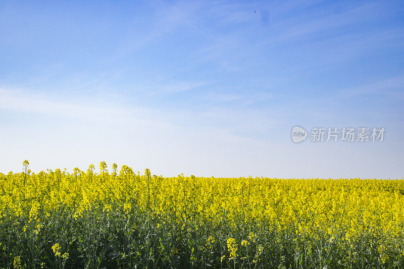 在一个阳光明媚的夏日里种植油菜籽