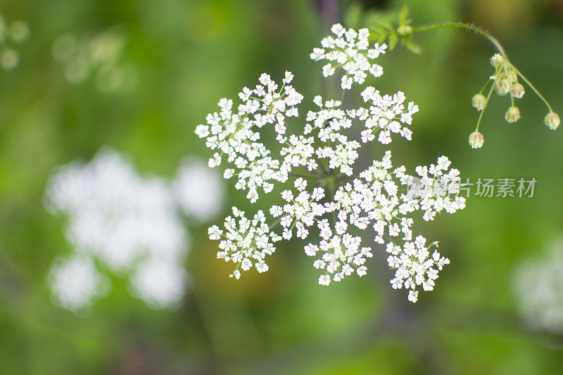 欧芹花