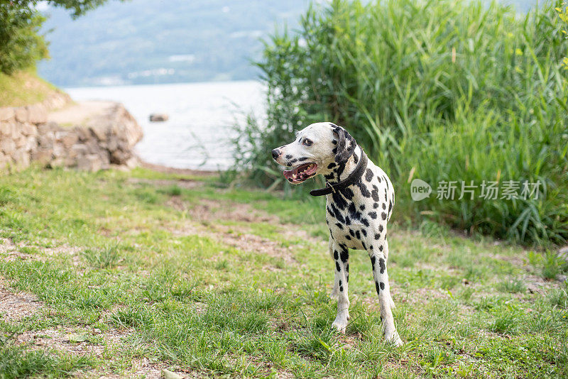 达尔马提亚犬