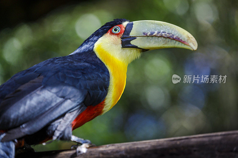 热带巨嘴鸟的自然背景-潘塔纳尔湿地，巴西