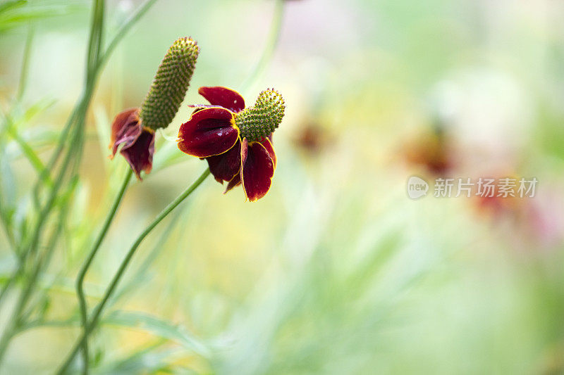 抱茎松果菊