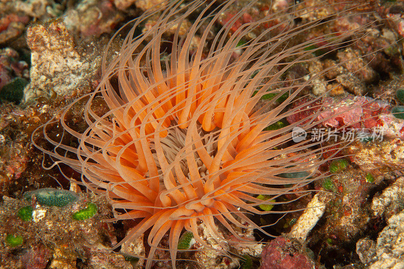 热带水族馆，热带水域海葵大近距离触须