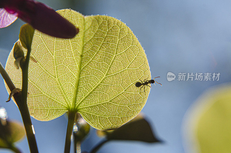 蚂蚁靠近柔软的绿叶