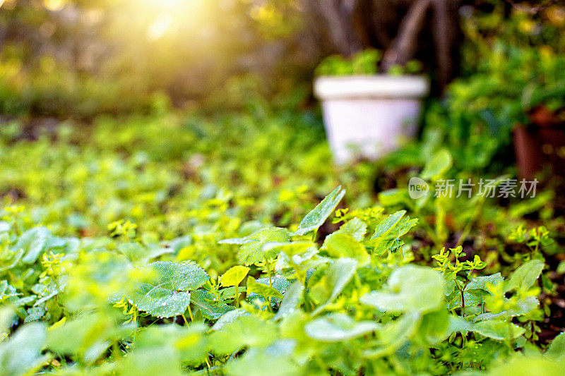 杂草或地被植物与盆栽在阳光下