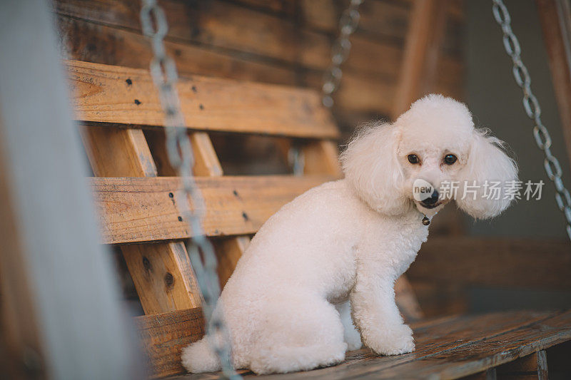 一只白色的玩具贵宾犬正看着镜头