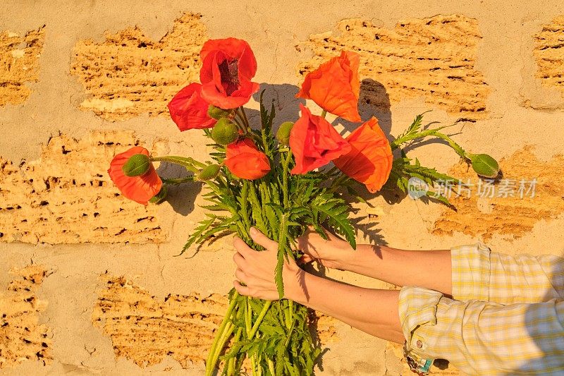 女性手中捧着一束红色的罂粟花，背景砖向阳墙