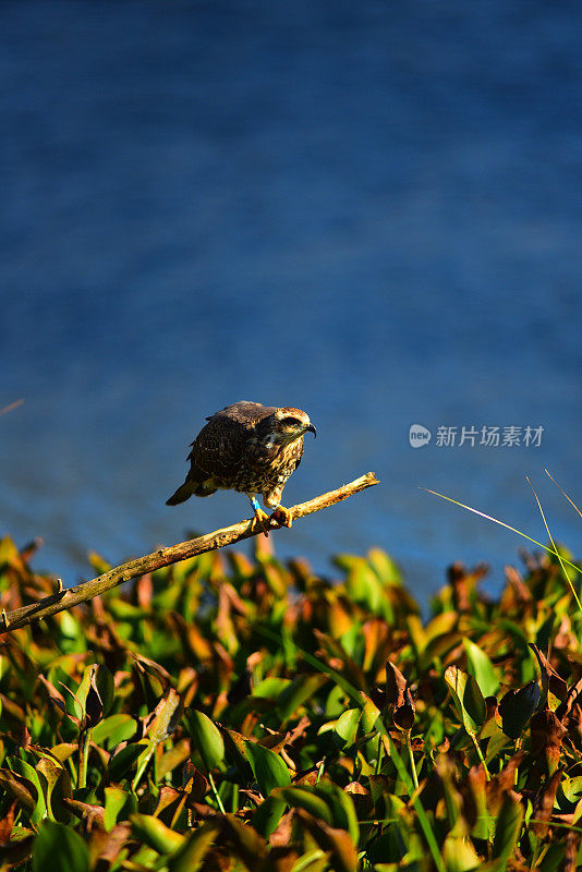 栖息在高处的蜗牛风筝，爪子里是苹果蜗牛