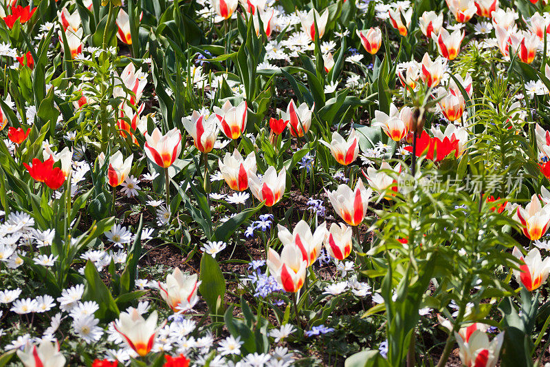 橙白色郁金香花坛