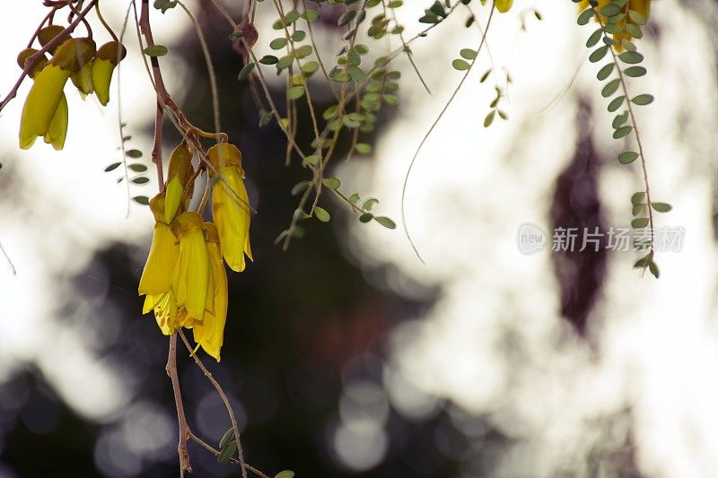 新西兰本土(槐花)科怀在春天开花