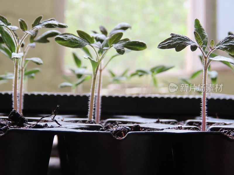 塑料花盆里的植物