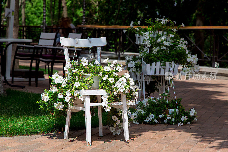 院子里，白色的木椅是花盆，上面插着阳光照射下的矮牵牛花。