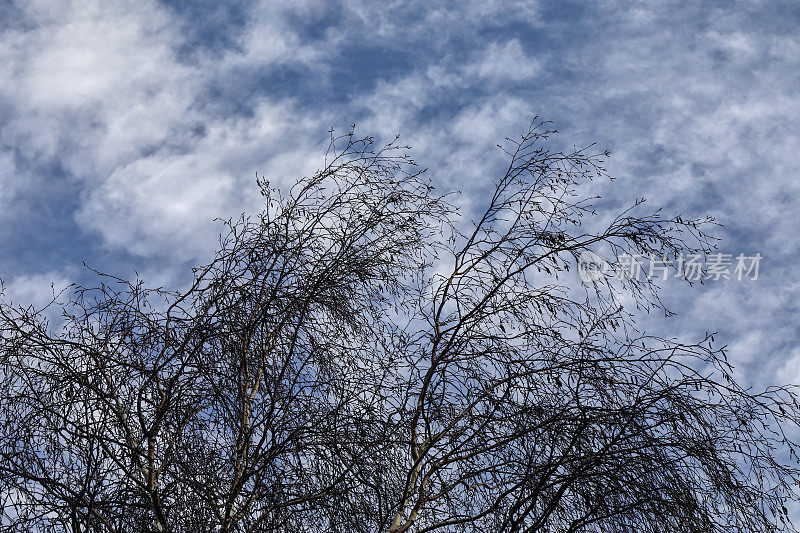 光秃秃的树映衬着明亮的冬日天空