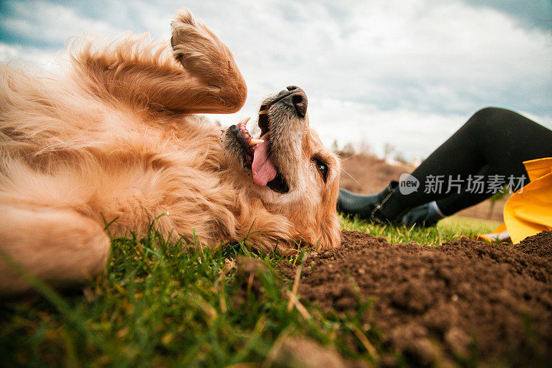 金毛猎犬仰卧着