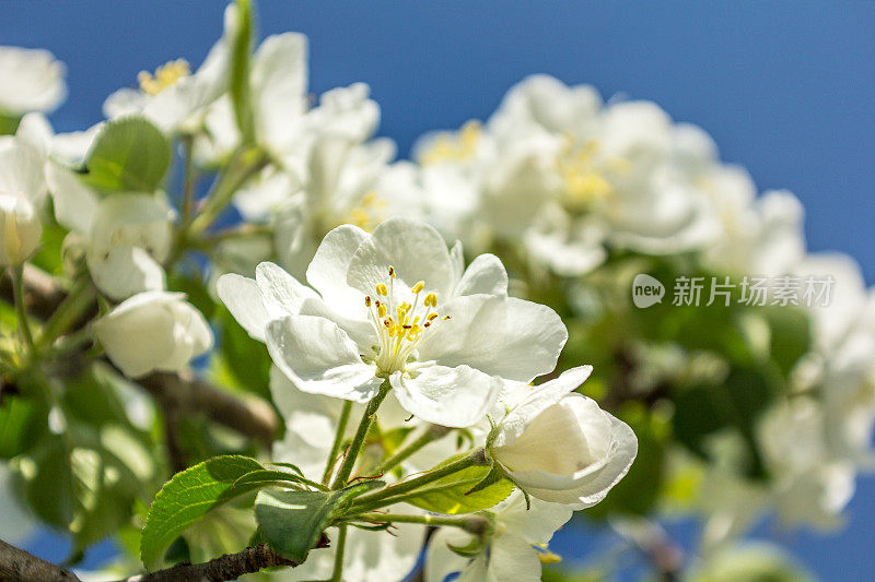 春天开花的苹果树。