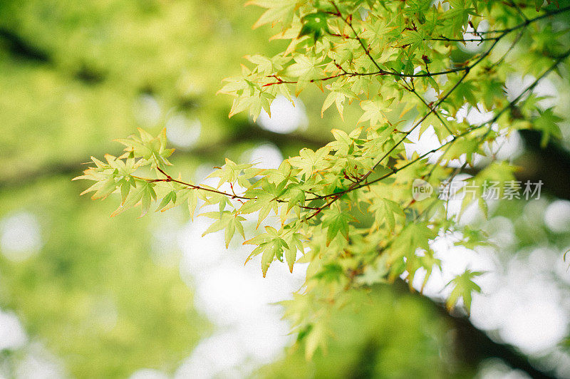 背景绿枫树在秋天的季节在日本京都