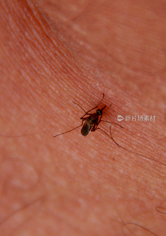 蚊子在人体皮肤上吸血