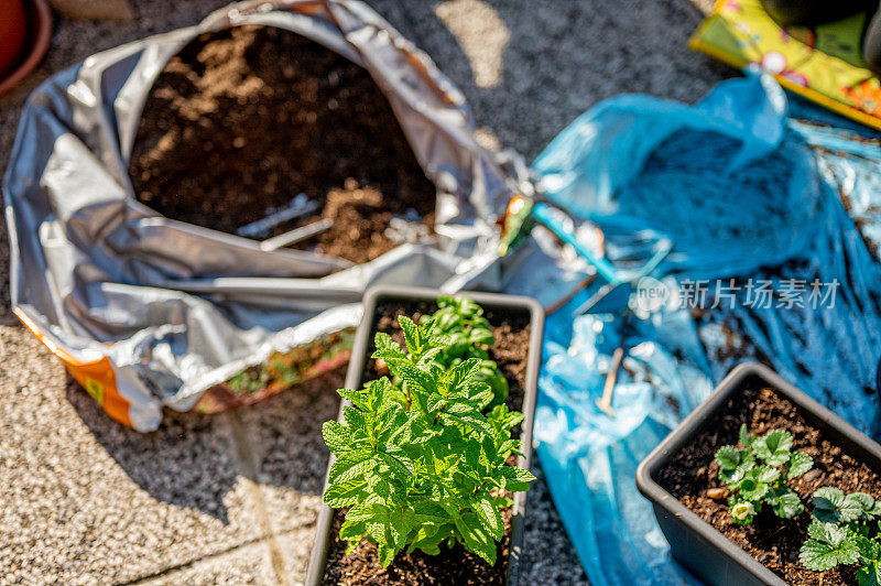 新鲜种植的薄荷和罗勒在一个锅