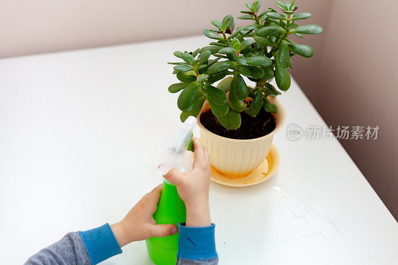 孩子照料家里的植物。一个男孩在花瓶里喷洒植物。孩子在家照顾植物，用喷枪用干净的水喷洒植物
