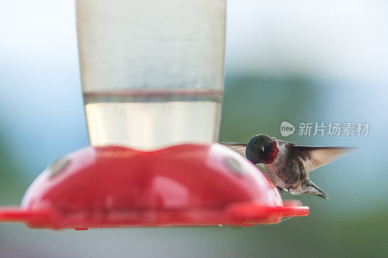 蜂鸟从喂食器里喝水