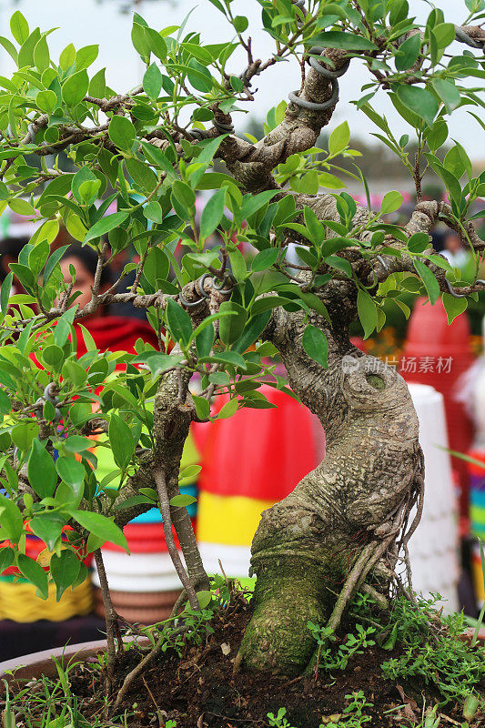 室外盆景无花果树(Ficus)在浅盆，花园背景