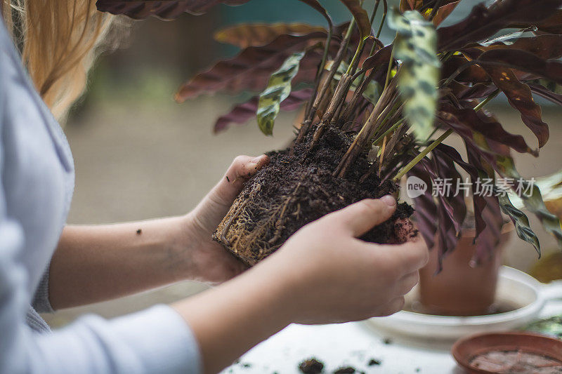 女孩移植植物