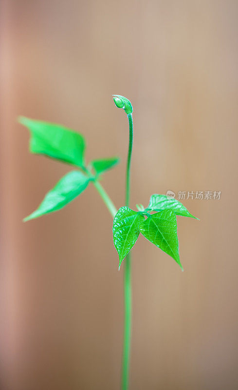 豆芽。花瓶内的绿叶植物